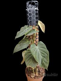 philodendron splendid