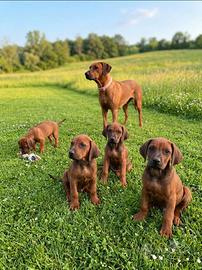 Rhodesian ridgeback disponibili