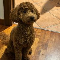 Barboncino nano per monta