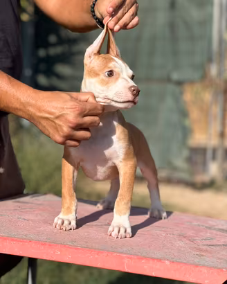 Pitbull
