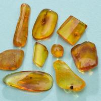 Ambra baltica levigata con inclusioni IV lotto