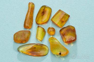 Ambra baltica levigata con inclusioni IV lotto
