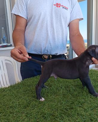 American Pitbull terrier