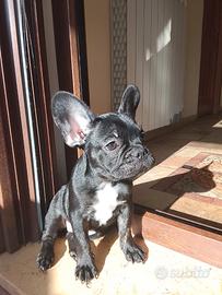 Bulldog francese