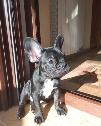 Bulldog francese
