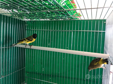 Lucherino testa nera