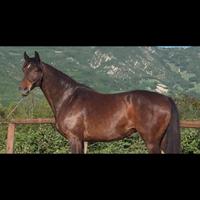 Cavallo da salto