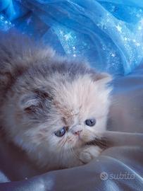 Cuccioli di Gatto Persiano