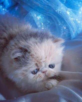 Cuccioli di Gatto Persiano