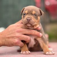 American pitbull terrier