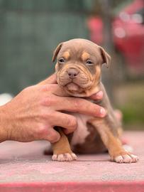 American pitbull terrier