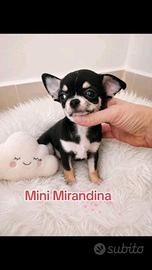 Chihuahua cuccioli