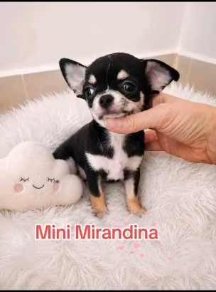 Chihuahua cuccioli