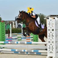 Cavalla belga di 10 anni