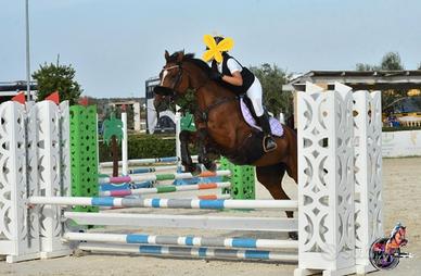 Cavalla belga di 10 anni