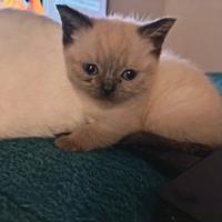 Cuccioli British Shorthair e Scottish Fold