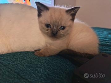 Cuccioli British Shorthair e Scottish Fold