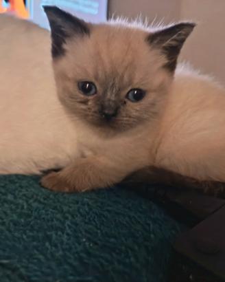 Cuccioli British Shorthair e Scottish Fold