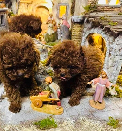 Barboncino mini Toy Red