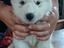 Immagine 6