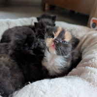 Cucciolata gatti siberiani