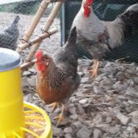 Pulcini di 70 giorni