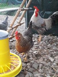 Pulcini di 70 giorni