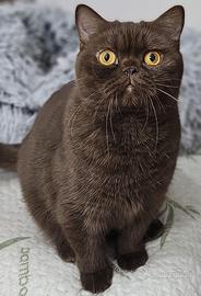 British Shorthair cioccolato