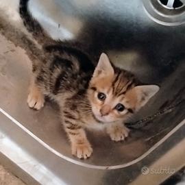 4 cuccioli gattini