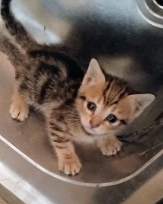 4 cuccioli gattini