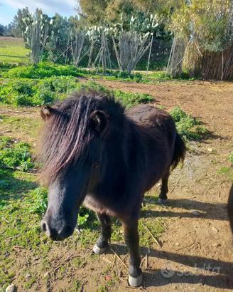 Due pony interi