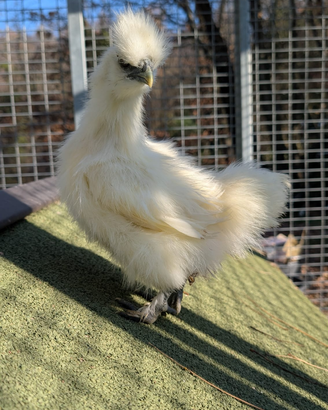 Moroseta Nane Silkye Galline