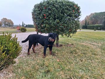 Rottweiler