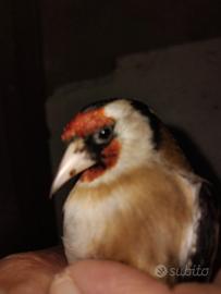Cardellino