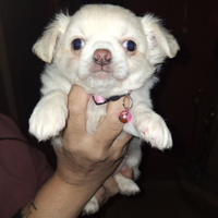 Chihuahua cuccioli con pedigree Enci