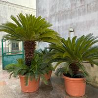 Pianta grassa Cycas