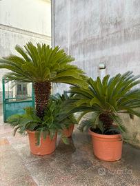 Pianta grassa Cycas
