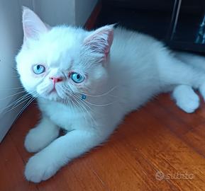gatti Persiani exotic shorthair 