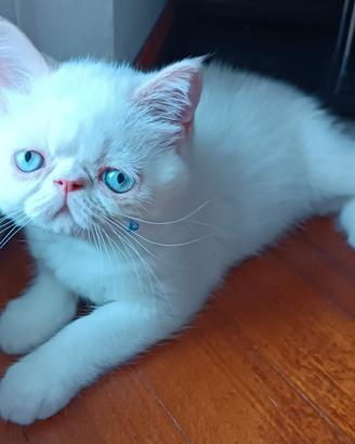 gatti Persiani exotic shorthair 
