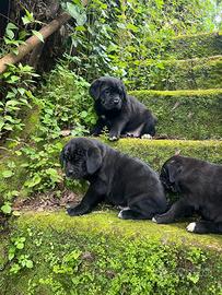 Cuccioli di cane corso
