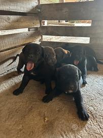 Cuccioli Cane Corso