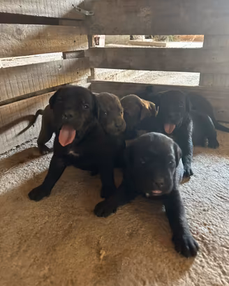 Cuccioli Cane Corso