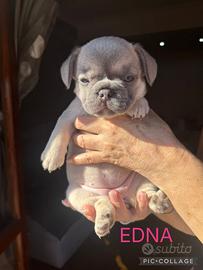 Cuccioli Bull dog francese