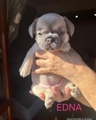 Cuccioli Bull dog francese
