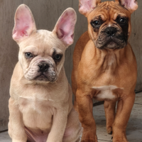 Cuccioli bulldog francese esotici