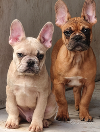 Cuccioli bulldog francese esotici