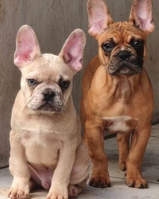 Cuccioli bulldog francese esotici