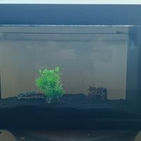 acquario per pesci rossi o tropicali 