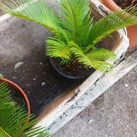 CYCAS
