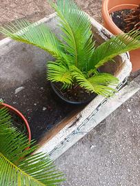 CYCAS